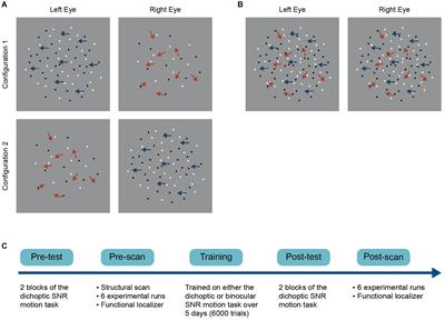 Sensory eye dominance plasticity in the human adult visual cortex